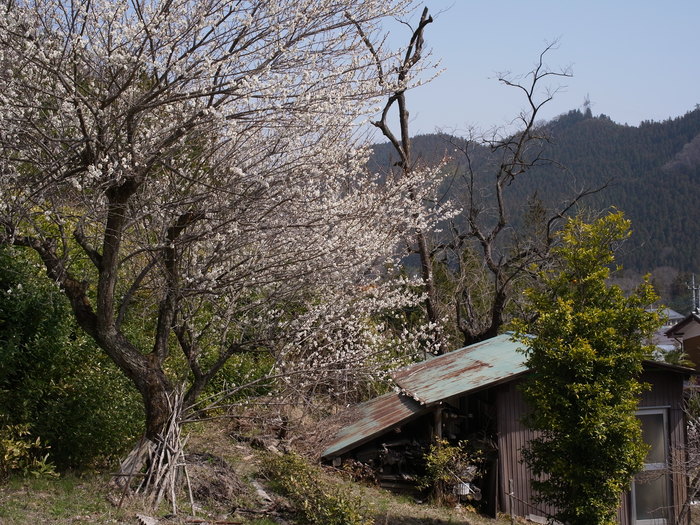 四阿屋山の花_e0276411_094729.jpg