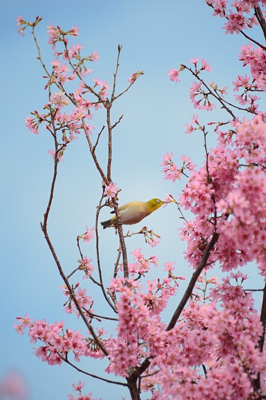 長徳寺のおかめ桜_f0032011_19381762.jpg