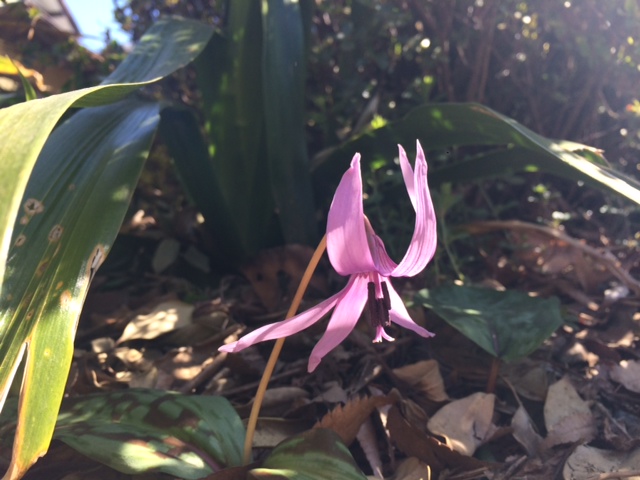 カタクリの花_d0130714_2122359.jpg