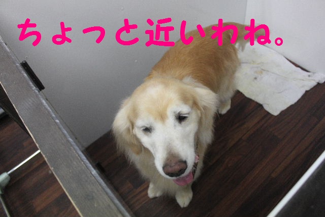 春なんですねぇ～！！_b0130018_939187.jpg