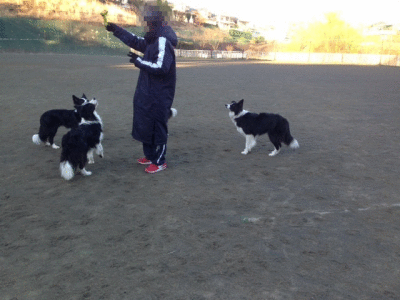 a0232619_19335273.gif