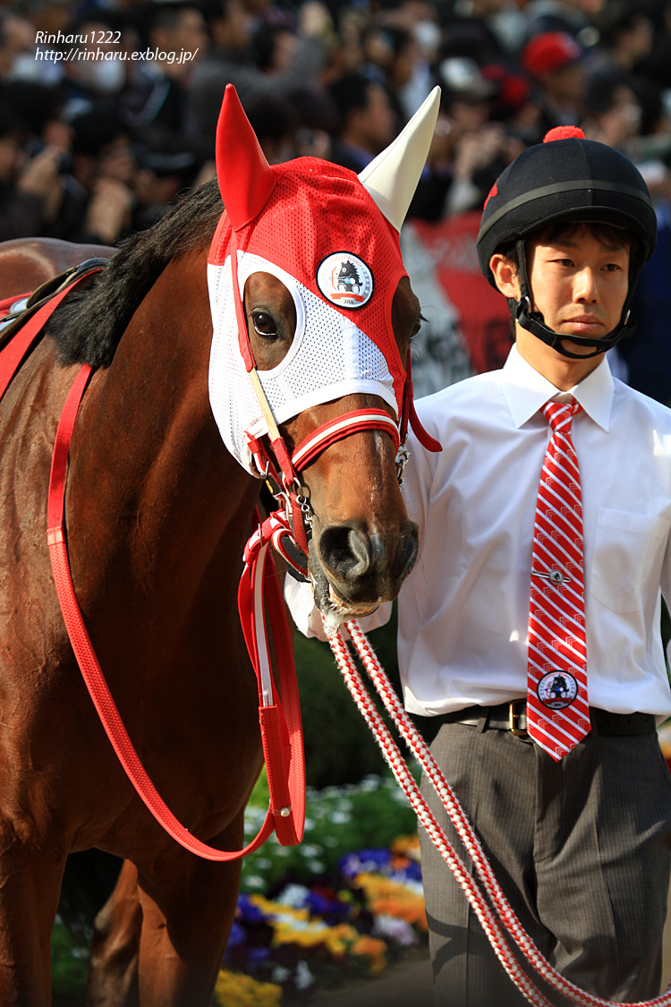 2015.3.22 中山競馬場☆リアルスティール【Thoroughbred】_f0250322_2258764.jpg