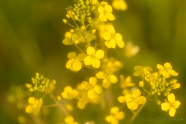 春色、菜の花_f0085227_12425584.jpg