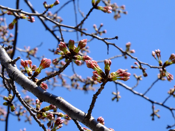 「目黒川の桜」_a0000029_1130926.jpg