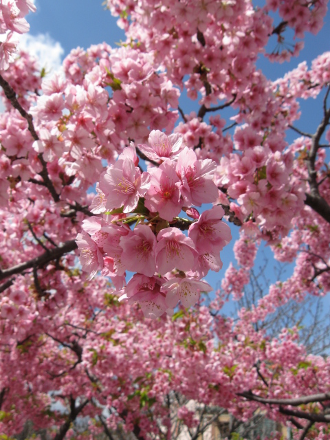 ♪♪　伊丹市役所　front garden 　河津桜_a0068035_1959319.jpg