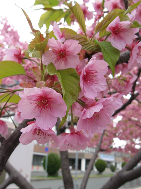 ♪♪　伊丹市役所　front garden 　河津桜_a0068035_201617.jpg