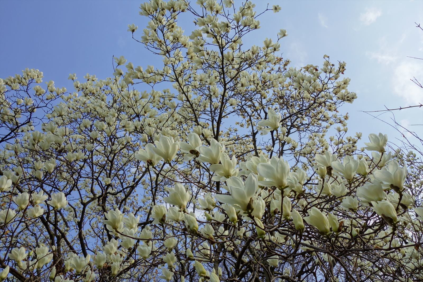 桜開花前の浜離宮公園_a0219537_21501730.jpg