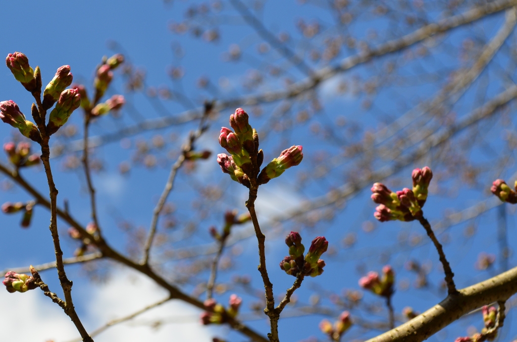 ”Today\'s Sakura～江汐公園にて。。。_d0153941_18224263.jpg