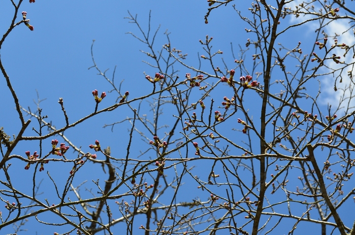 ”Today\'s Sakura～江汐公園にて。。。_d0153941_18225932.jpg