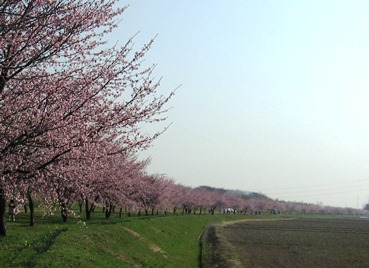 寒桜見物_e0011145_1042448.jpg