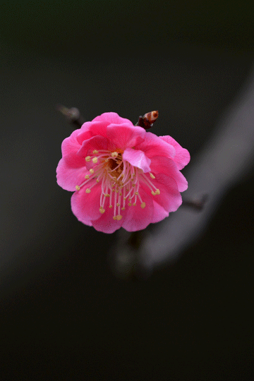 c0093046_8253484.gif