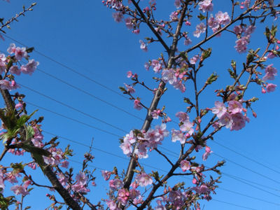 北杜(周辺)で一番早い桜?_f0019247_238112.jpg