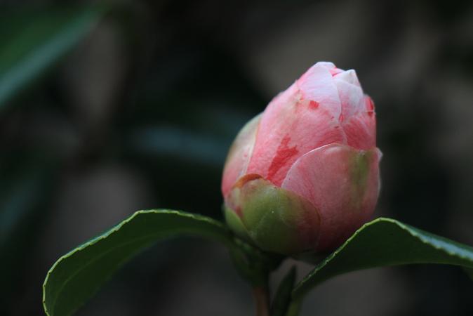 e0295348_23263.jpg
