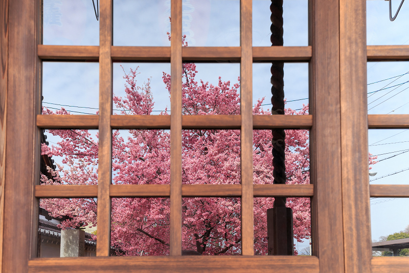 おかめ桜咲く（長徳寺）_f0155048_22381746.jpg