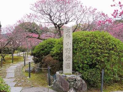 随心院　梅園_a0096255_1629616.jpg