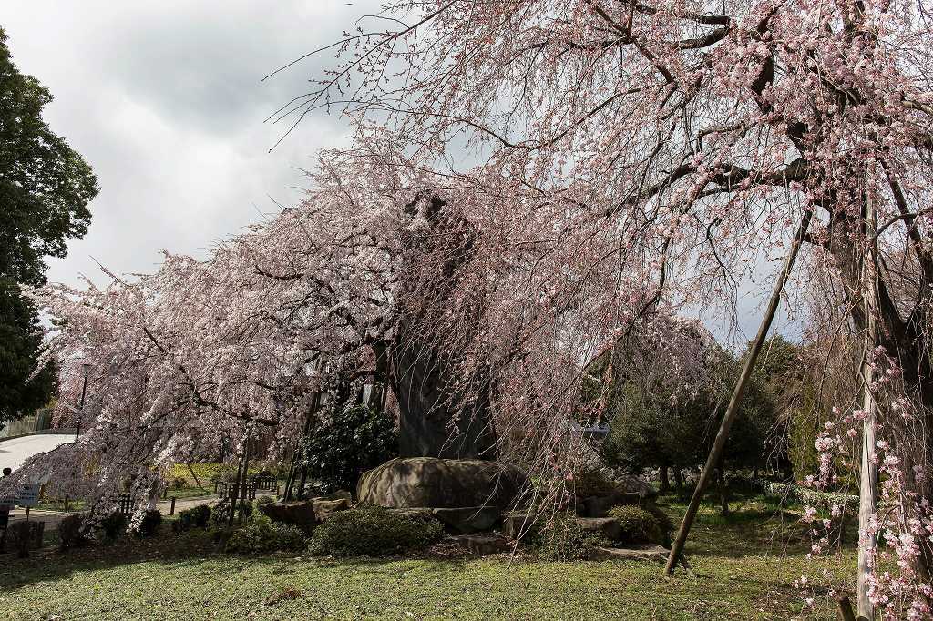 東郷寺の枝垂れ桜_f0044056_17122655.jpg