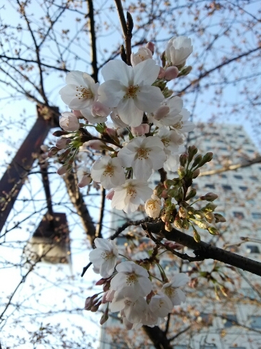 大崎駅前の桜 2015年3月_e0047657_21555082.jpg