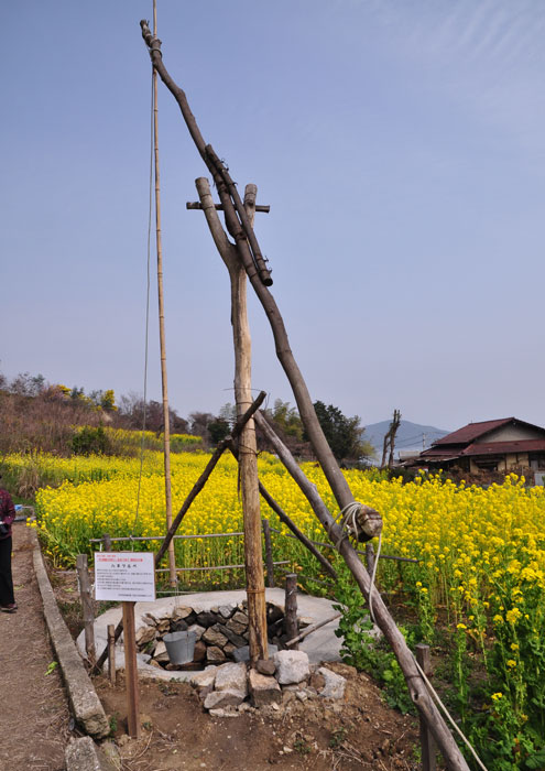 田尻町　杏　　・　笠岡干拓地　菜の花_a0284558_16593039.jpg