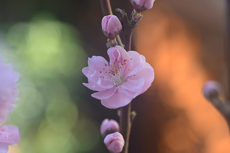 桃の花を頂きました(^^♪_b0031558_10181768.jpg