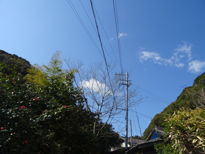 イノシシに傷められた階段の補修　　in　　孝子の森_c0108460_20062897.jpg