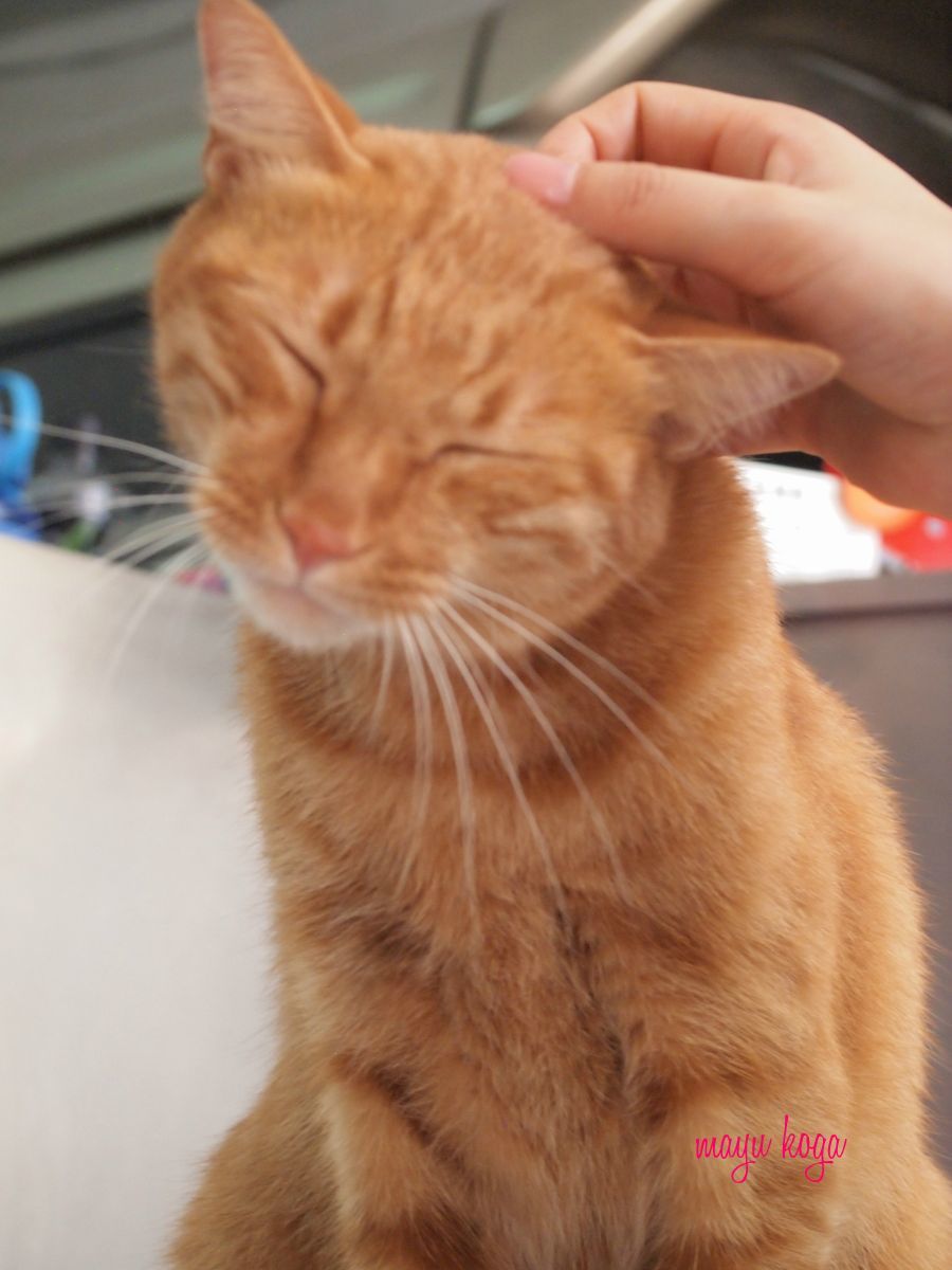 台湾の猫さんと再会_e0255060_02083831.jpg