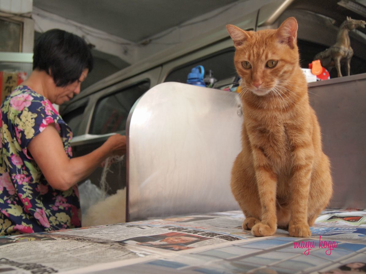 台湾の猫さんと再会_e0255060_02085378.jpg