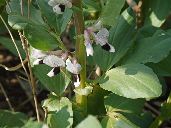 ソラマメ スナップエンドウ開花 ソラマメには虫除けテープ 北鎌倉