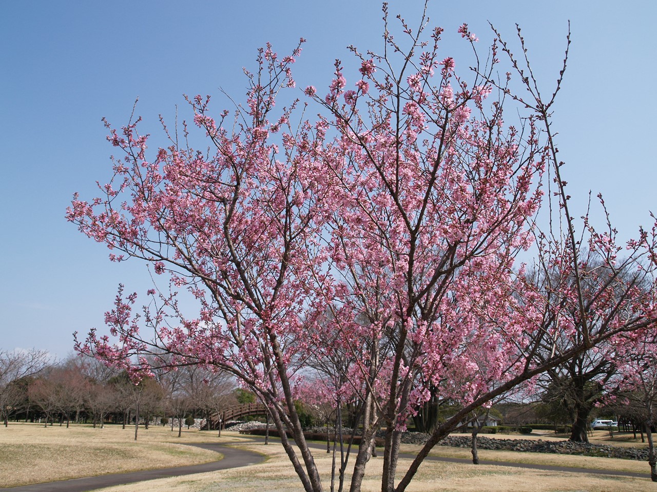 彼岸桜 ヒガンザクラ と紫雲英 ゲンゲ と木五倍子 キブシ と白花沈丁花 シロバナジンチョウゲ 自然風の自然風だより