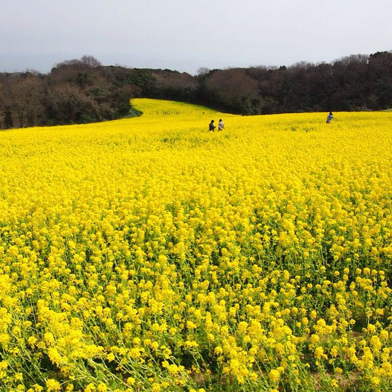 淡路島 花さじきとソフトクリーム_b0277377_9535528.jpg