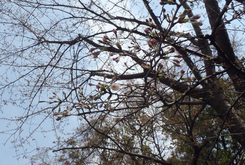 多分アンズでした　そして青山地区開花宣言_f0052277_0403727.jpg