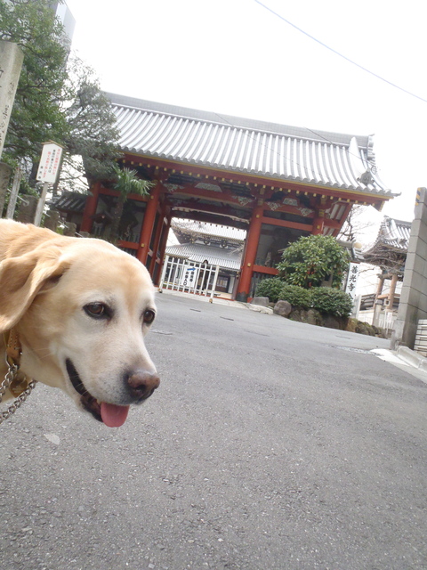 多分アンズでした　そして青山地区開花宣言_f0052277_049554.jpg