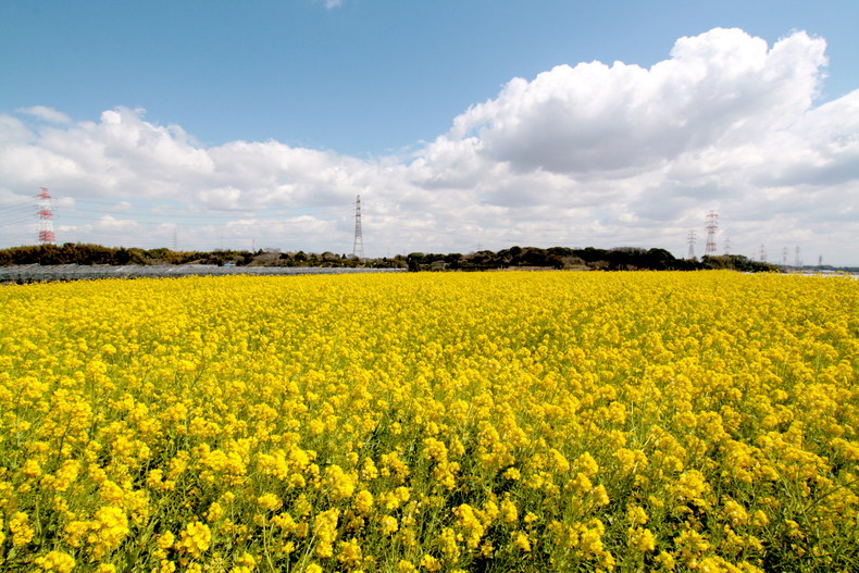 空と菜花、、_b0093678_19565159.jpg