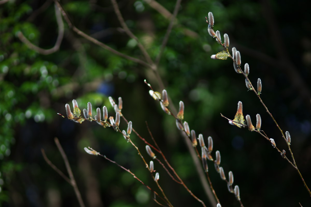 菜の花と蝶　キタテハ（黄立羽蝶）他_a0083081_13531911.jpg