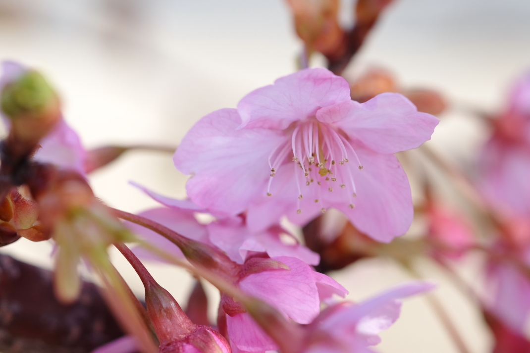 河津桜　日立市久慈町　２０１５・０３・２２_e0143883_17431294.jpg