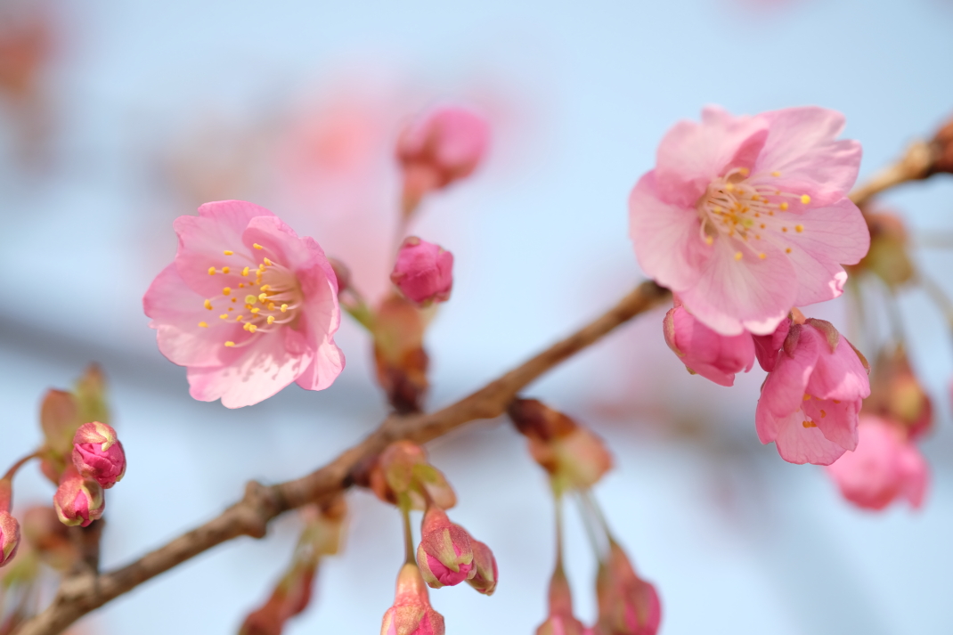 河津桜　日立市久慈町　２０１５・０３・２２_e0143883_1745427.jpg