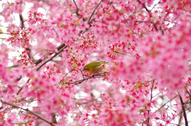 おかめ桜とメジロ_b0080789_19501691.jpg