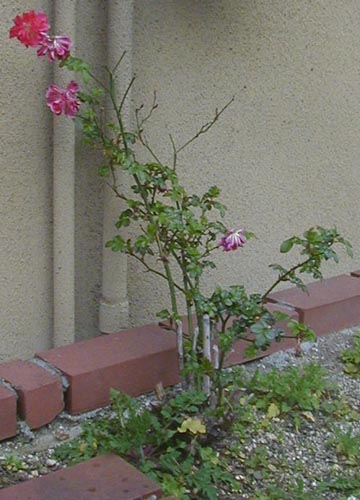 ●健気な冬薔薇、その4_d0053294_1215685.jpg
