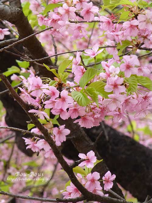 桜が満開だったのに………_d0128697_21591026.jpg