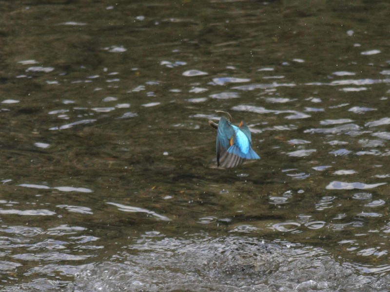 ホバリングから捕食_b0223198_183473.jpg