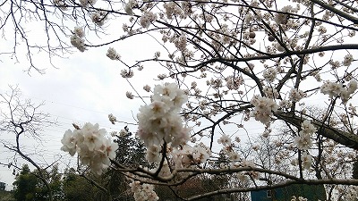 e0270403_11141959.jpg