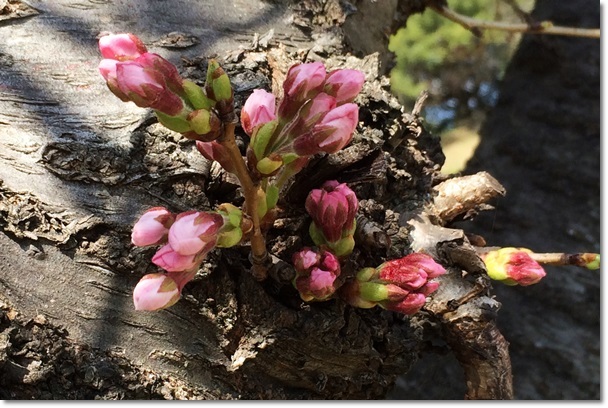 早島公園の桜、開花状況　　パン屋さん_c0037204_15245873.jpg