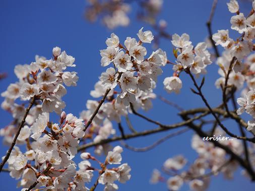 風のささやき・桜の誘惑・・・♪_c0098807_2024544.jpg