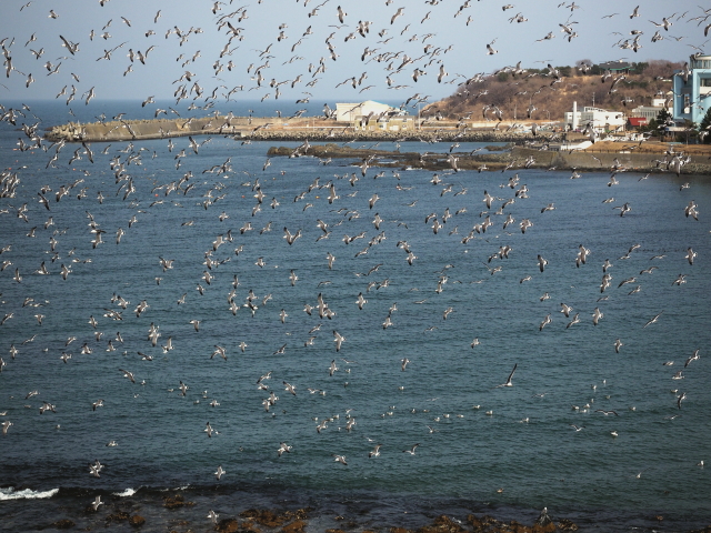 蕪島　－青森県八戸市－_f0149209_2039559.jpg