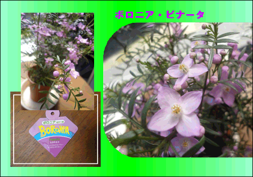 鉢植えのボロニア ビナータ 15 3 25 徳ちゃん便り