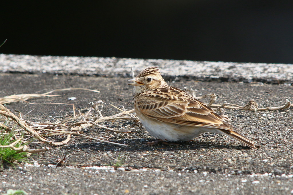 今日の鳥見（2015年3月25日）_f0235311_1934857.jpg