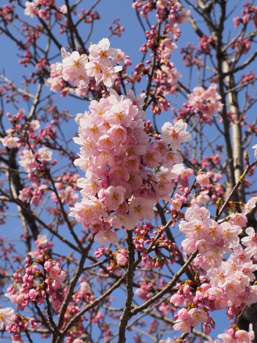 陽光桜(ようこうざくら)_c0116915_23214197.jpg