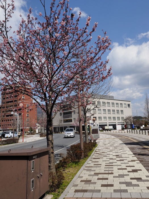 陽光桜(ようこうざくら)_c0116915_23225478.jpg