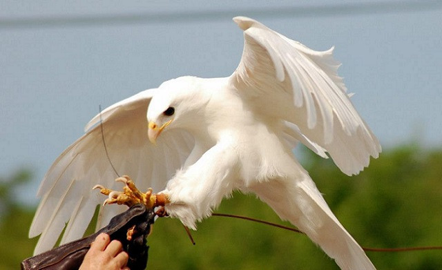 神秘 自然の美しさ 白く神々しい動物たち 癒し画像 動画 神秘 自然の美しさ 白く神々しい動物たち 癒し画像 動画