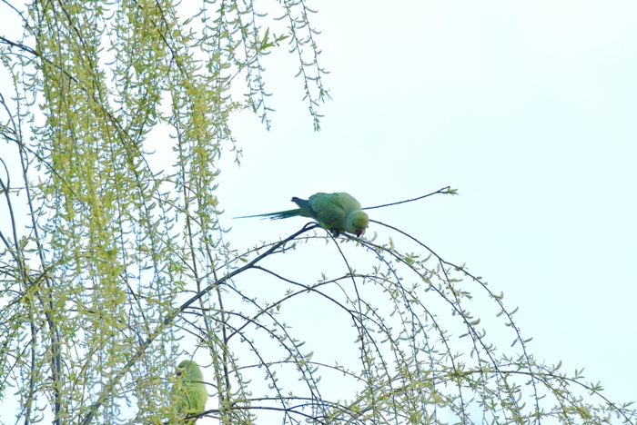 三宝寺池の今の花　ヒヨドリ・ワカケホンセイインコなど　2015/3/25   in Tokyo_d0129921_2335353.jpg