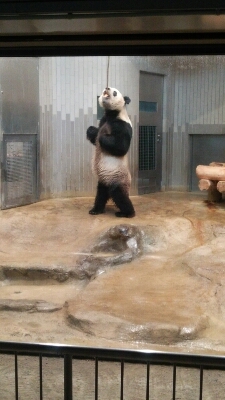 おっさんみたいなパンダ～！笑@上野動物園_b0168322_2325516.jpg